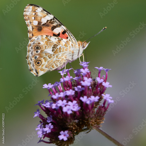 Painted lady on a verbena flower in Summer against green background