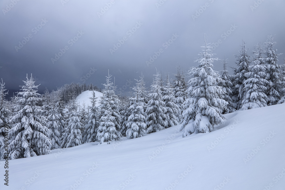 Fototapeta premium Beautiful landscape on the cold winter foggy morning. High mountain with snow white peaks. Amazing snowy forest. Wallpaper background. Location place Carpathian, Ukraine, Europe.
