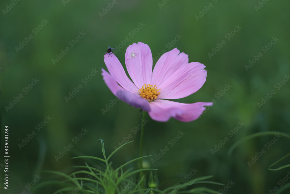 Beautiful Cosmos Flower Close up