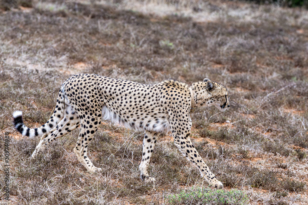 Gepard langsam laufend über Grasland 