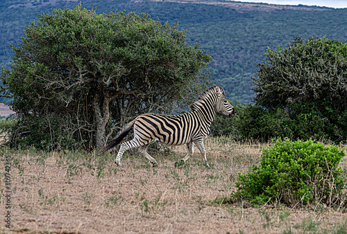 Zebra laufend zwischen B  schen