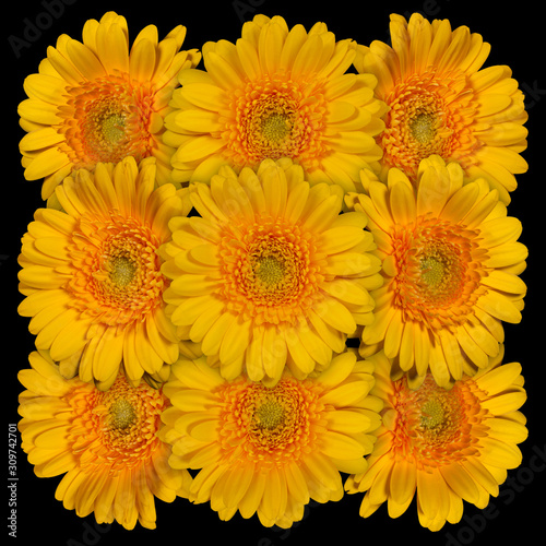 Decorative panel of several yellow gerberas on a black background