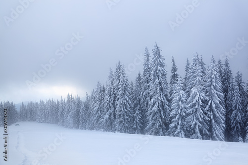 Beautiful landscape on the cold winter foggy morning. High mountain with snow white peaks. Amazing snowy forest. Wallpaper background. Location place Carpathian, Ukraine, Europe. © Vitalii_Mamchuk