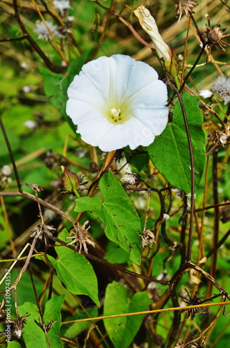 Canvastavla Calystegia sepium. Hedge bindweed. Tinkerbell mayor.
