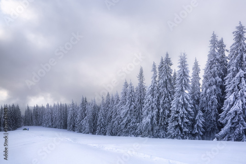 Majestic winter scenery. Mystery forest. On the lawn covered with snow there is a trodden path leading to the trees in the snowdrifts and green tent. Location place Carpathian, Ukraine, Europe. © Vitalii_Mamchuk
