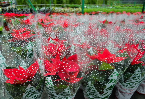 Bright red poinsettia flowers in festive packaging with snowflakes and Christmas trees, the inscription in Russian: merry Christmas and Happy new year. Huge number of potted flowers on Christmas sale photo