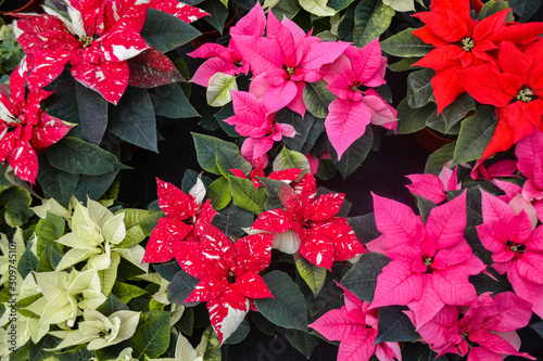 Carpet of colorful bright colors poinsettia red  yellow  orange  white  two-color  variegated leaves. Different varieties are presented. Christmas sale in greenhouse  flower shop. Festive background