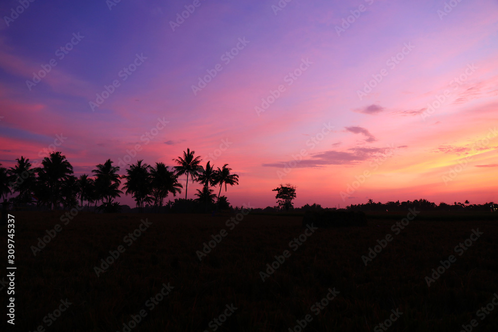 Silhouettes of palm trees at sunset. Bali, Indonesia.