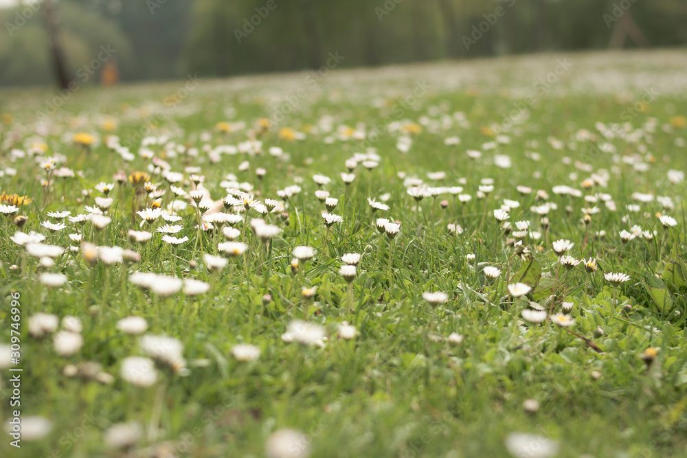 Fototapeta premium chamomile field. summer meadow with flowers
