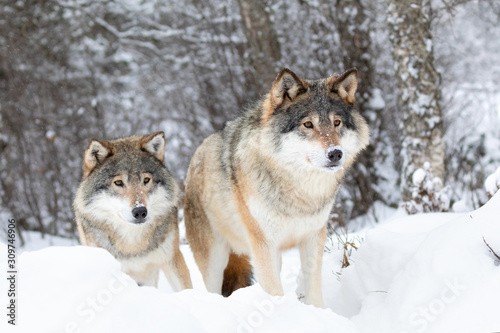 Two magnific wolves in wolf pack in cold winter forest