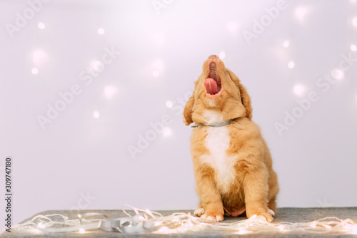 funny retriever puppy sitting and yawning indoors