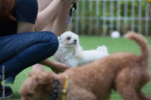 Happy puppies in a private playground