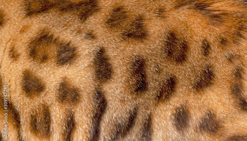 Obraz na plátně leopard fur texture