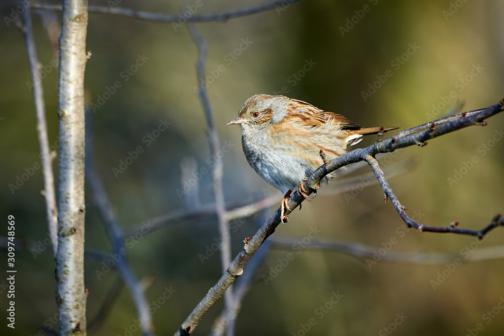 Dunnock (Prunella modularis) Sitting On Branch	