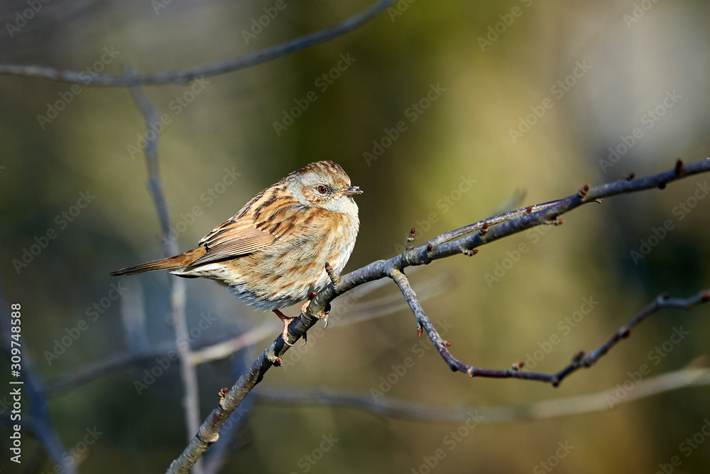 Dunnock (Prunella modularis) Sitting On Branch Dunnock (Prunella modularis) Sitting On Branch
