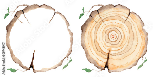 Wood slice. Tree rings. Watercolor illustration.  