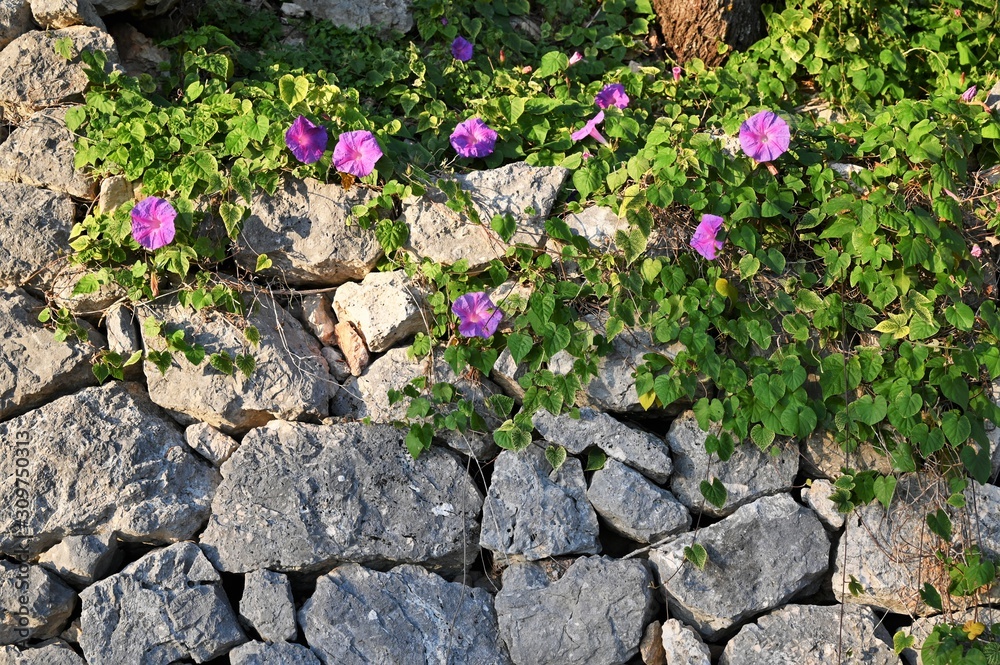 Purple wild flower on the wall Purple wild flower on the wall