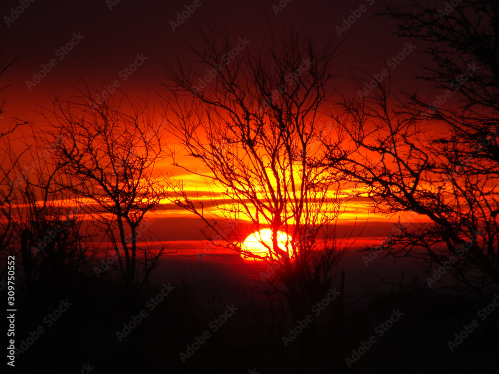 colorful sunset landscape with dark tree silhouettes