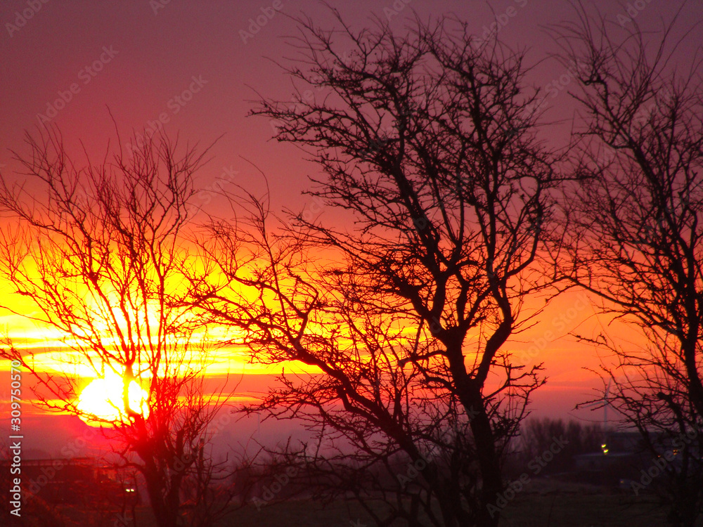 colorful sunset landscape with dark tree silhouettes