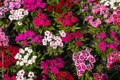 There are beautiful and colorful flowers in the garden Bangkok of Thailand