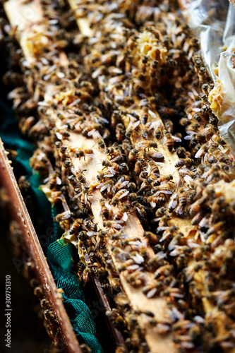 Apiary, beehive farm and beekeeping 
