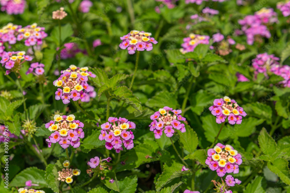 pink flowers on the bush pink flowers on the bush