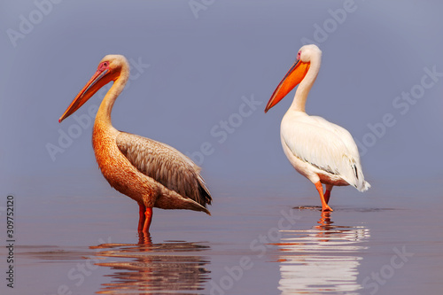 Wild african birds. Two large pink pelicans and their reflection in the clear water of the lagoon
