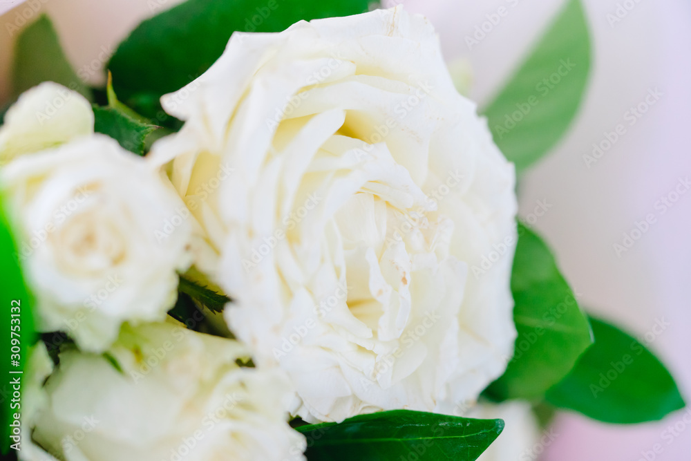 White flower rose background.white petals texture.White flower and Valentines day concept White flower rose background.white petals texture.White flower and Valentines day concept