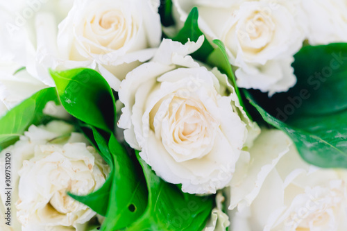 White flower rose background.white petals texture.White flower and Valentines day concept