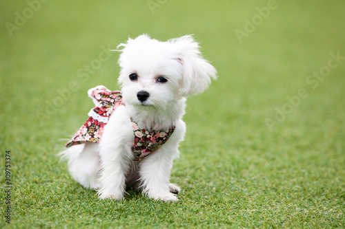 Fun puppies in a private playground 