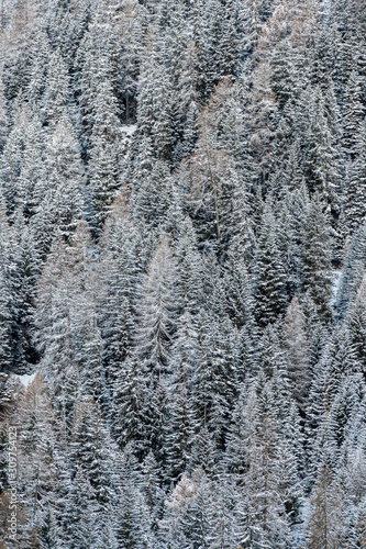 Pine trees covered by snow in Swiss Alps