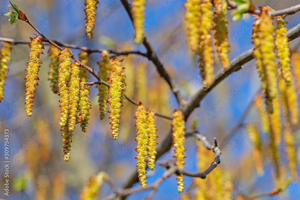 Männliche Blüten der Hainbuche, Carpinus betulus Männliche Blüten der Hainbuche, Carpinus betulus