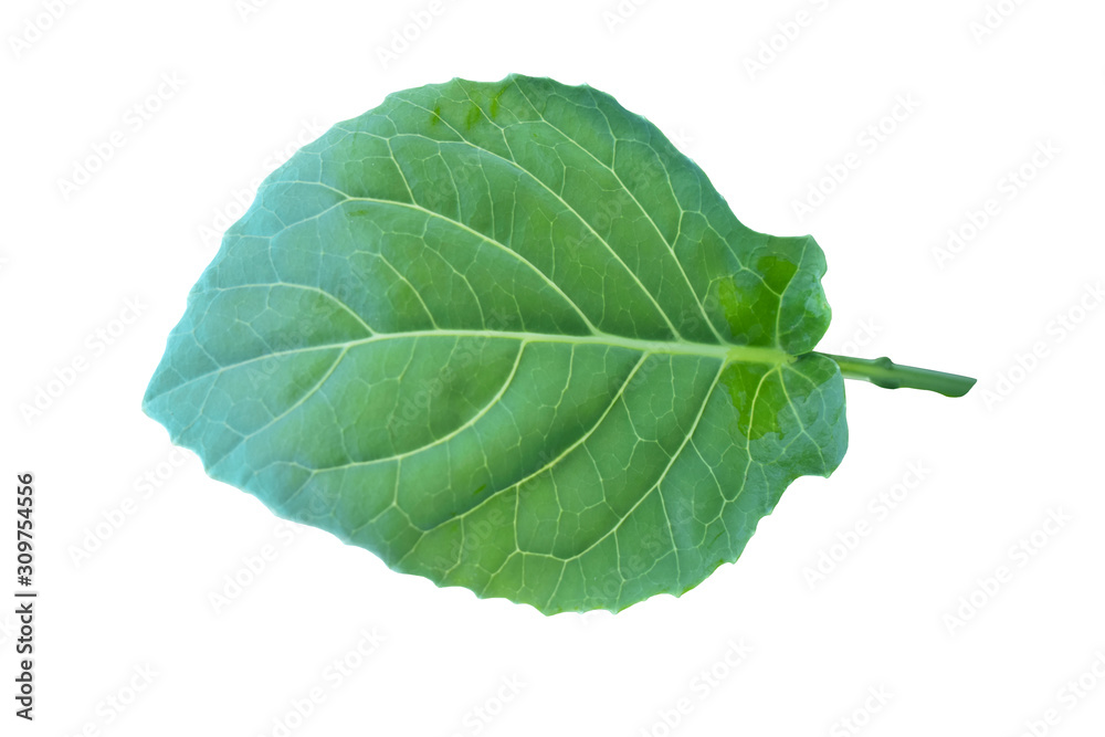 Obraz premium green leaf isolated on white background