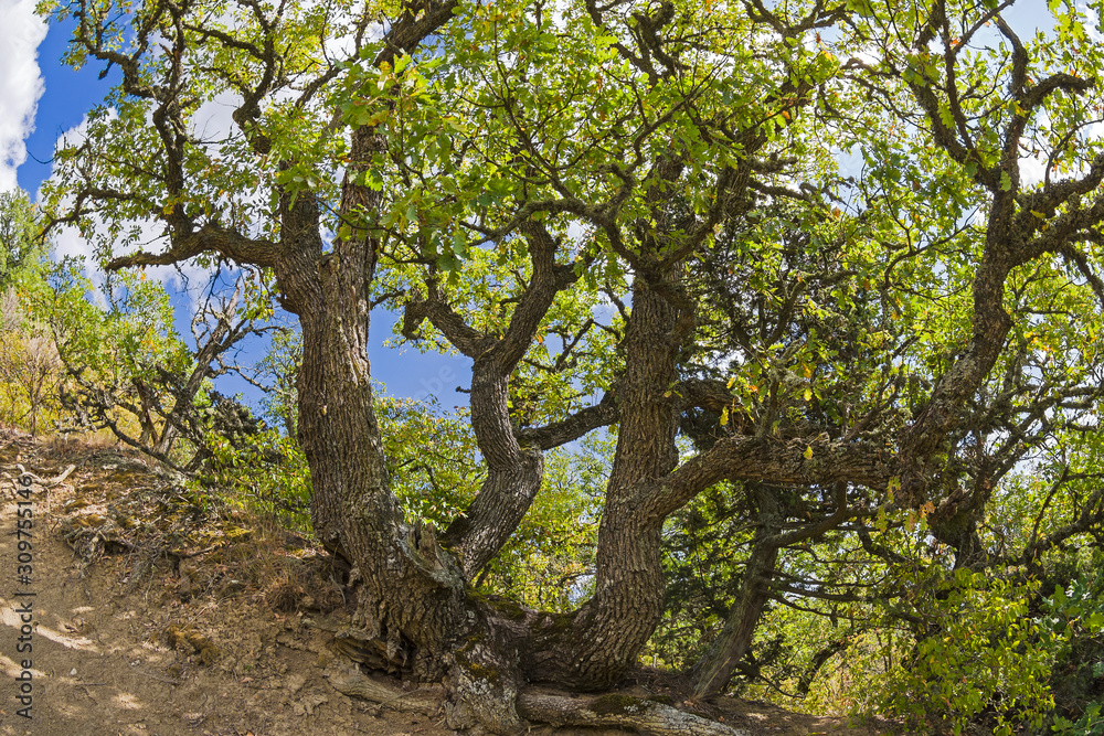 Oak in the forest on a hillside.