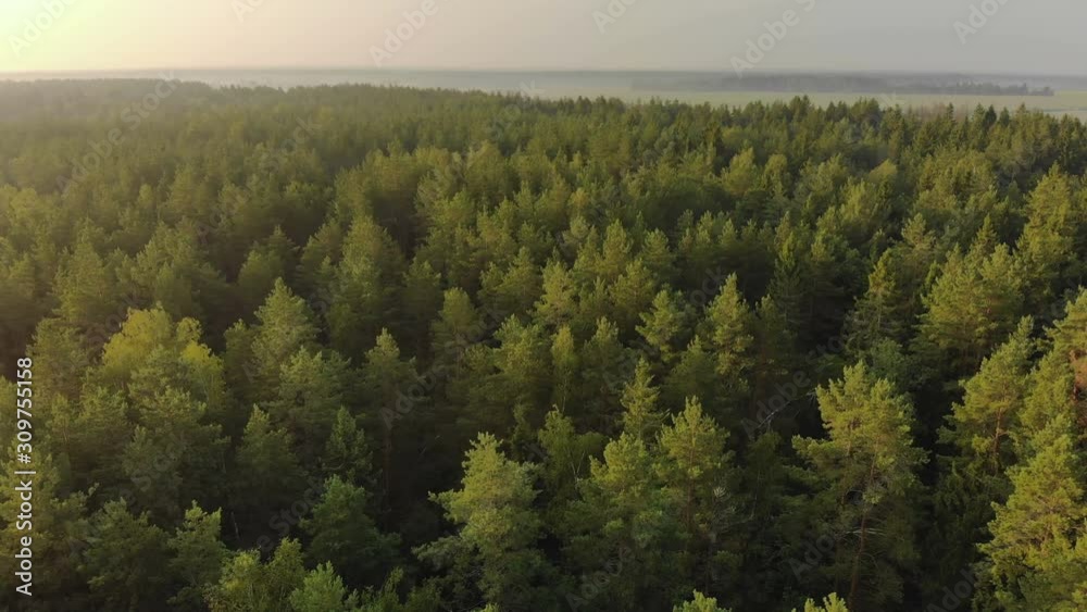 Aerial: flying over an endless coniferous forest on a picturesque summer evening. A mesmerizing shot from above the vast spruce thickets at dawn. Breathtaking views of countless tree canopies