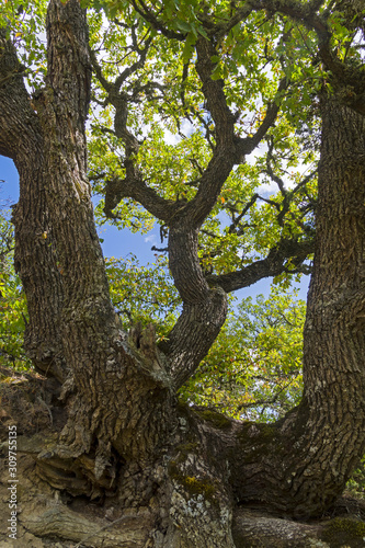 Oak in the forest on a hillside.