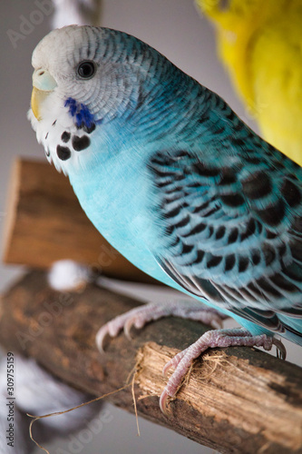 portrait of a blue budgerigar sitting on a wood