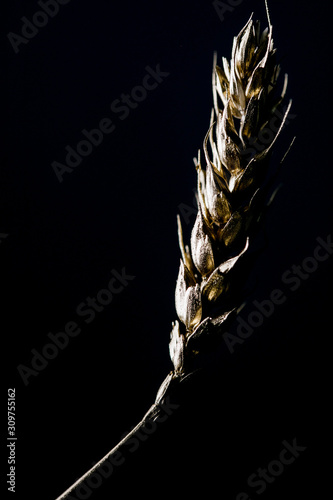 bunch of wheat rye or barley ears with whole grain and leaves yellow wheat rye or barley. black background 