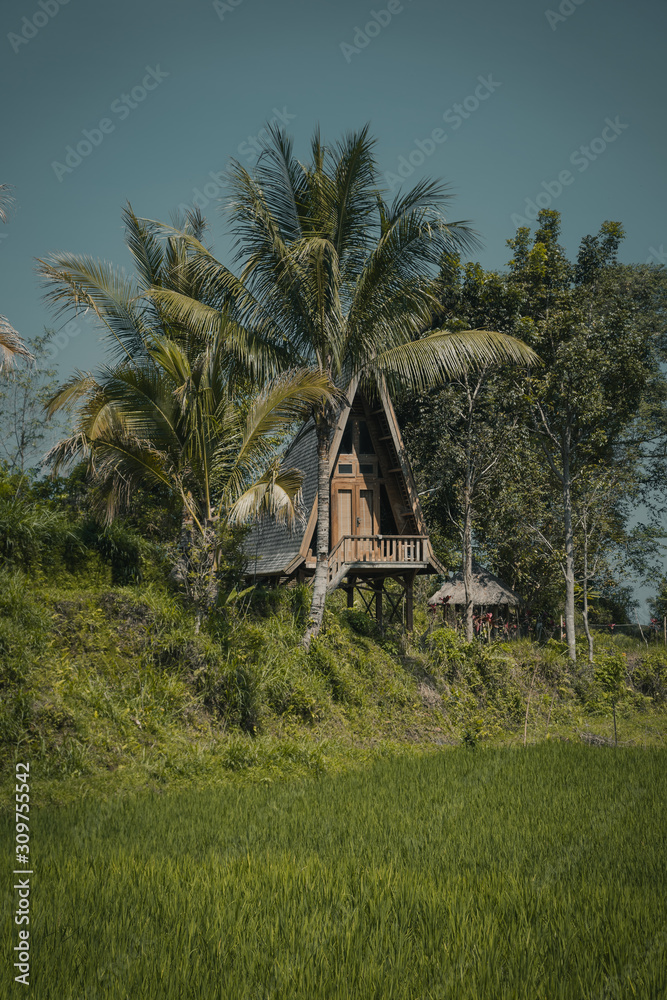 Rice fields in the landscpae of Indonesia Rice fields in the landscpae of Indonesia