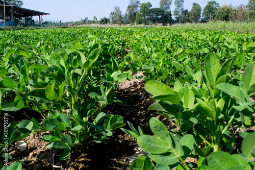 Peanut field peanut seedlings,Peanut tree.