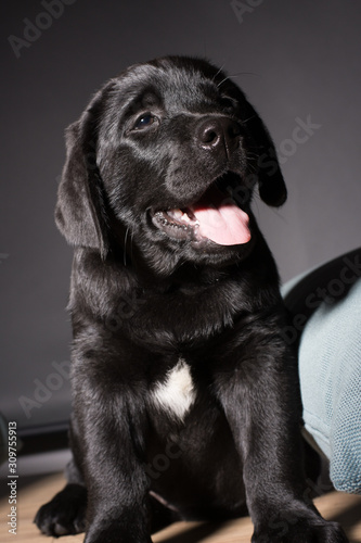 happy puppy labrador  black dog with tie