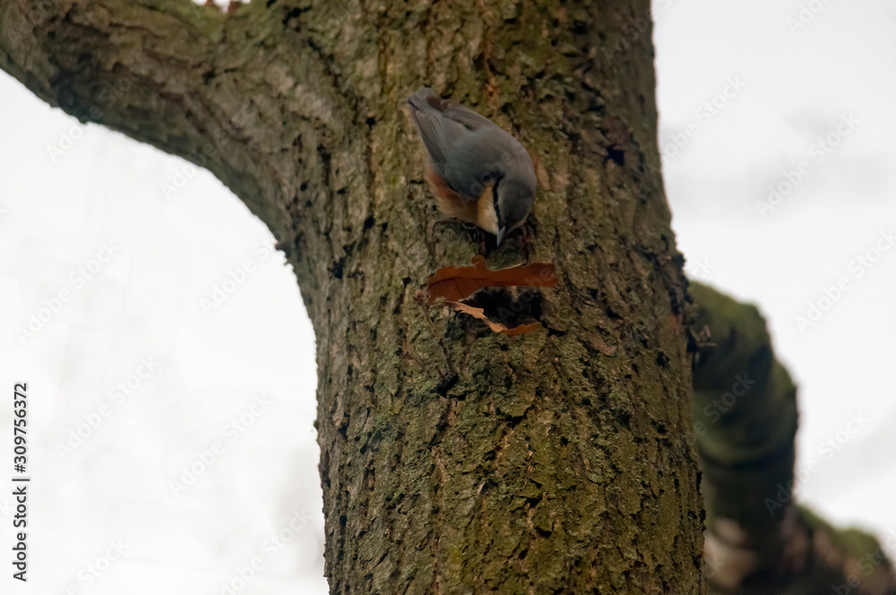 Obraz premium bird in the wild nature