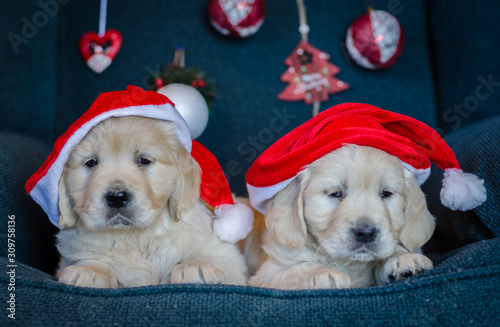 Couple of golden retriever lovely puppies with Santa hat. Merry Xmas. © Dartagnan1980