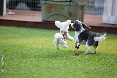 Happy puppies in a private playground