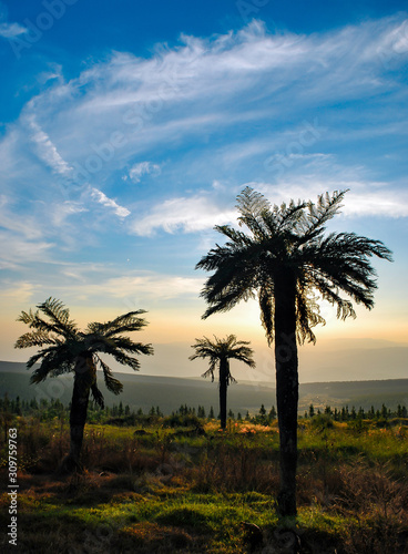 Three trees