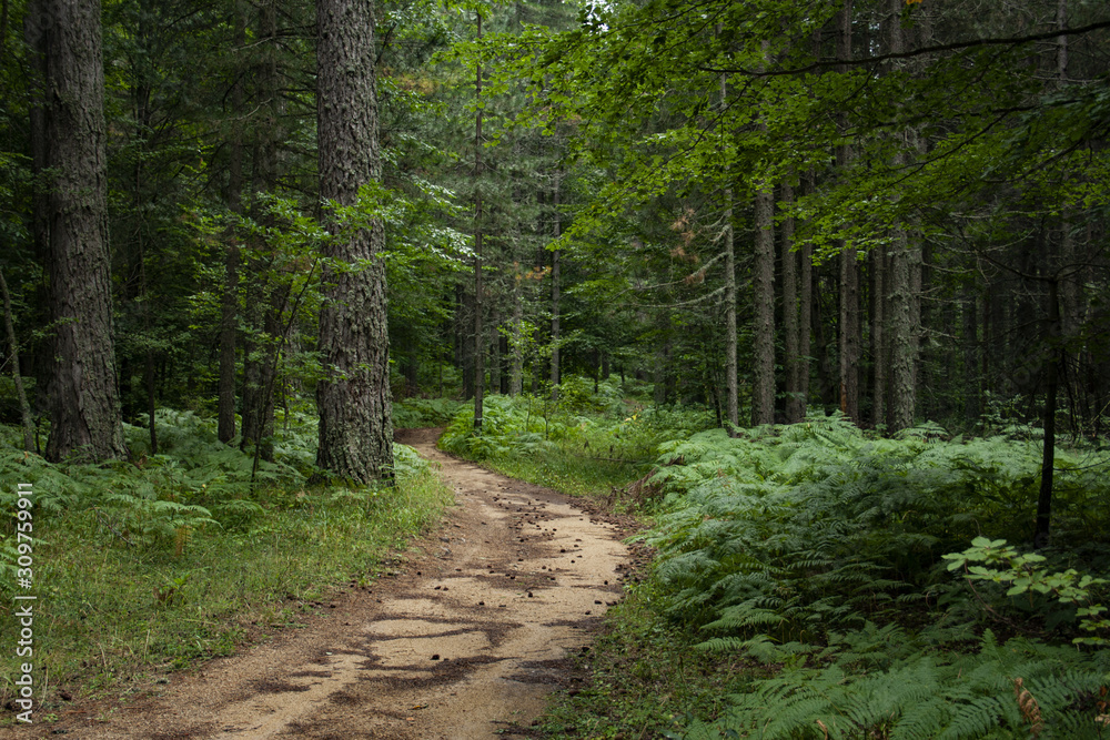 Fototapeta premium Foresta della Sila