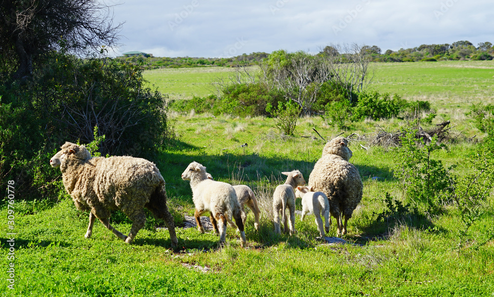 Fototapeta premium View of sheep and lamb grazing outdoors in Western Australia