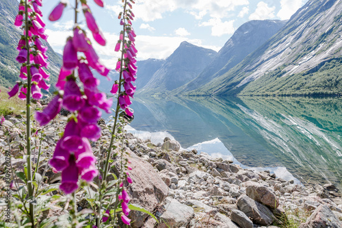 Roter Fingerhut am Ufer des Jolstravatnet, Sommer in Norwegen photo