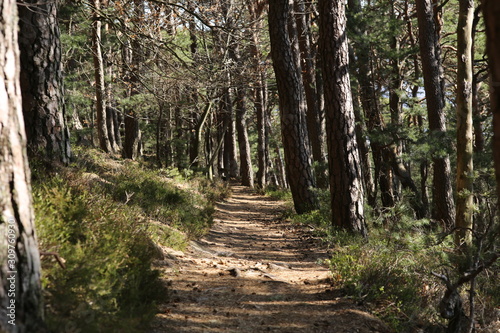 Trail at palatine forest