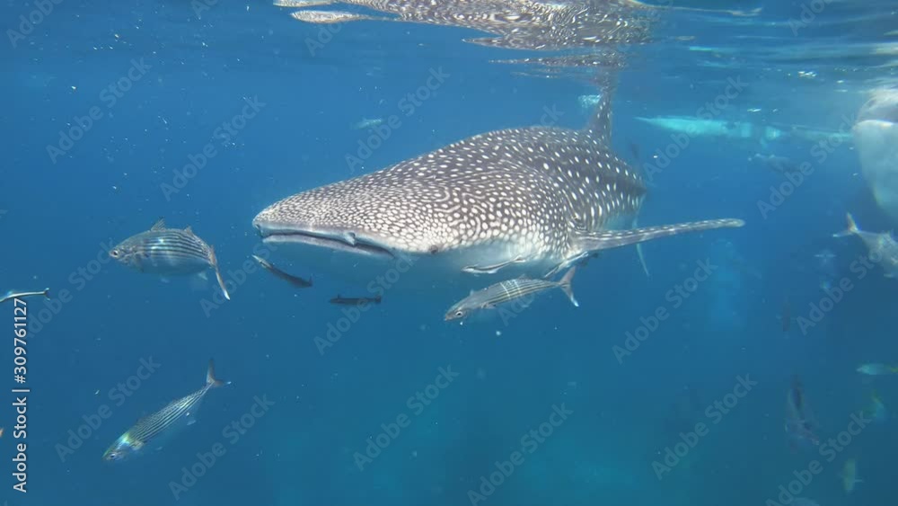 A Beautiful And Gentle Whale Shark Swimming In The Cool, Transparent Waters Of The Philippines, Feeding On Plankton - Underwater Shot A Beautiful And Gentle Whale Shark Swimming In The Cool, Transparent Waters Of The Philippines, Feeding On Plankton - Underwater Shot